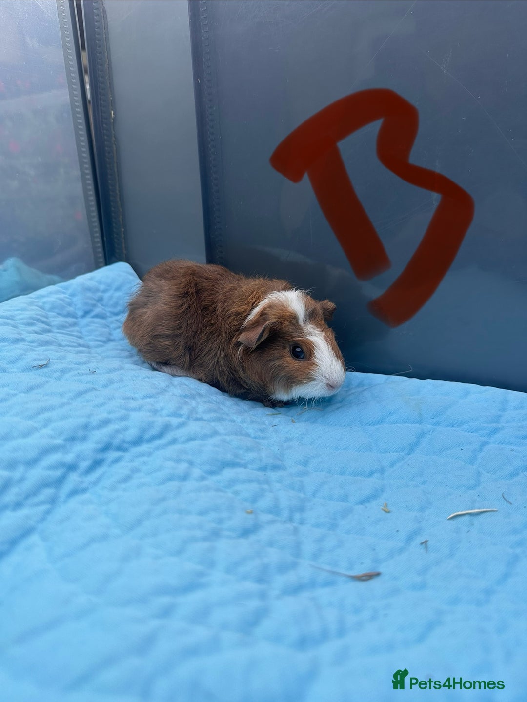 Guinea Pig rodents for sale: Baby guinea pigs  - Image 2