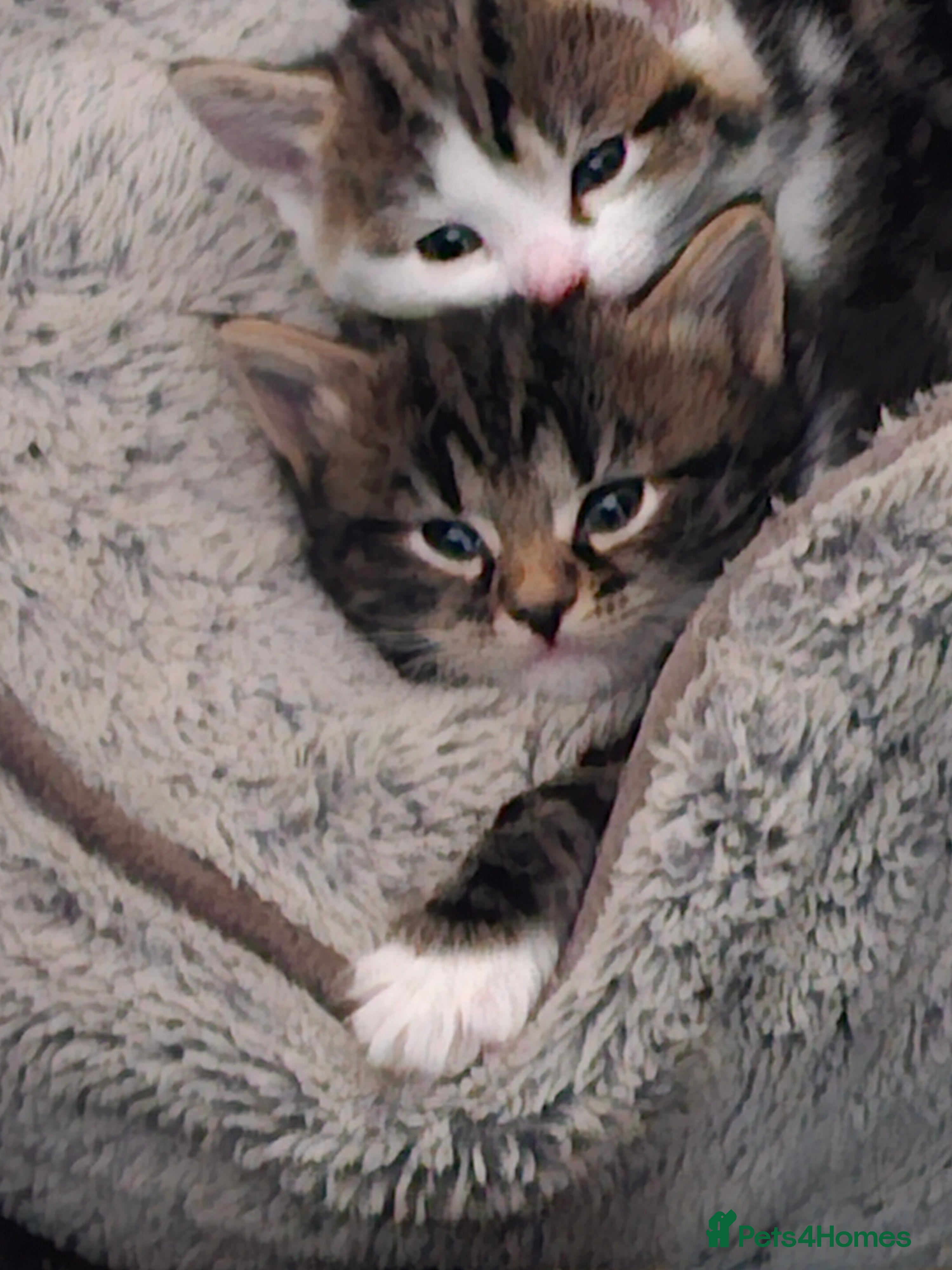 Mixed Breed cats Tabby mix - Advert 11