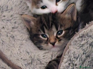 Mixed Breed cats Tabby mix - Advert 1