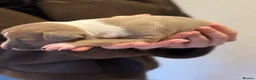 Italian Greyhound dogs for sale: Beautiful KC registered Italian Greyhound puppies in Deal - Advert 8