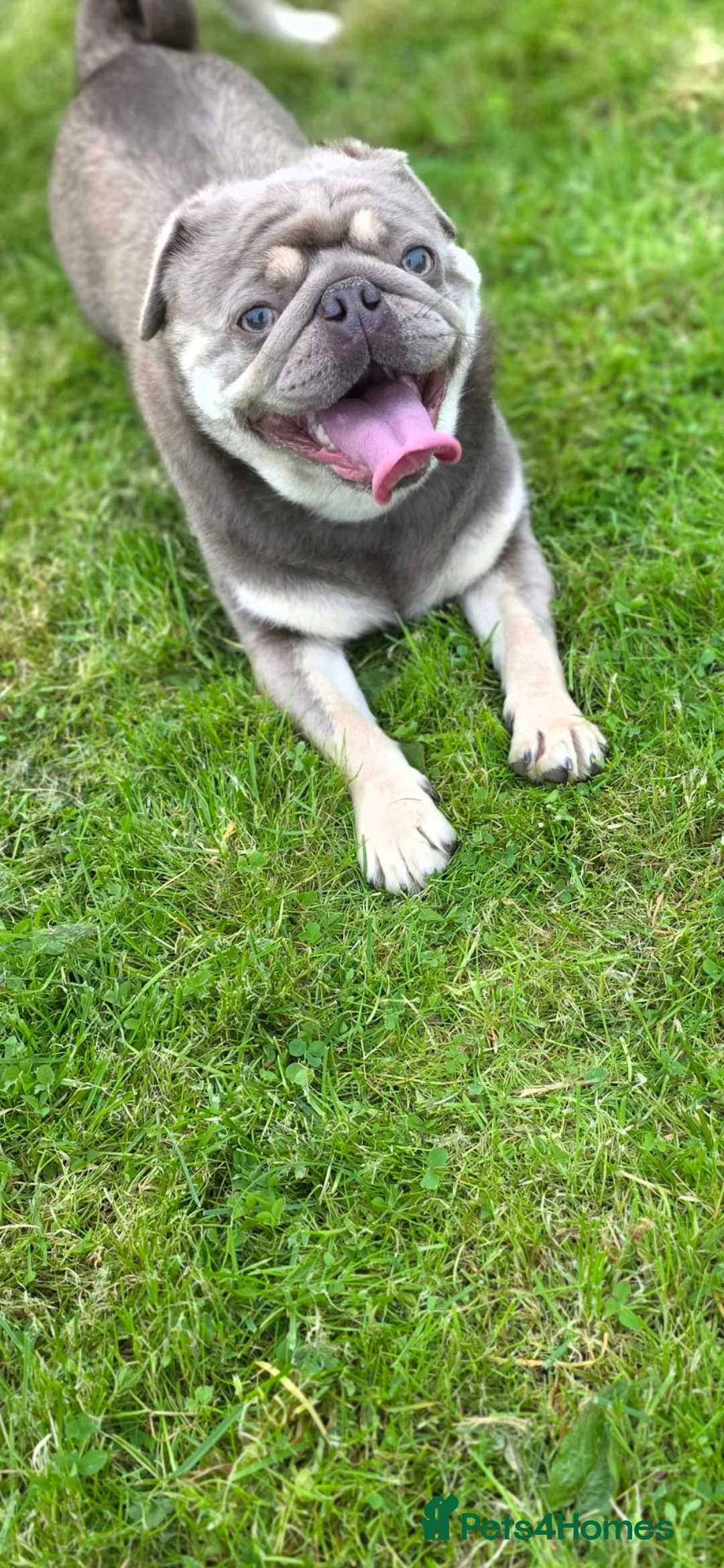 Pug dogs for stud: STUD PUGS in Armagh - Advert 2