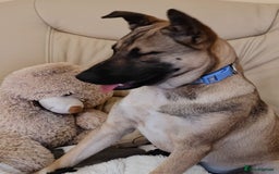 Mixed Breed dogs for adoption: ❤️Lisa, cheerful 7-month-old lower-medium girl ❤️ - Advert 6