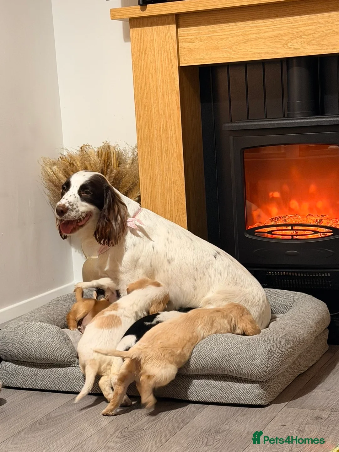 Cocker Spaniel dogs for sale: Golden cocker spaniel pup.  - Advert 2