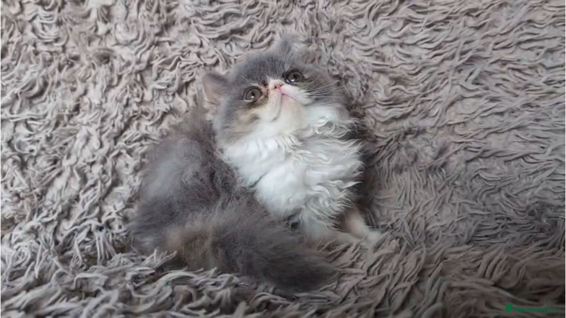 Persian cats Persian Kittens - Advert 1