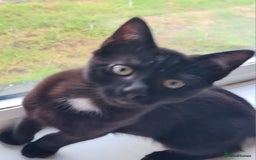 Mixed Breed cats for sale: 2 little baby's ready for their forever homes - Advert 5