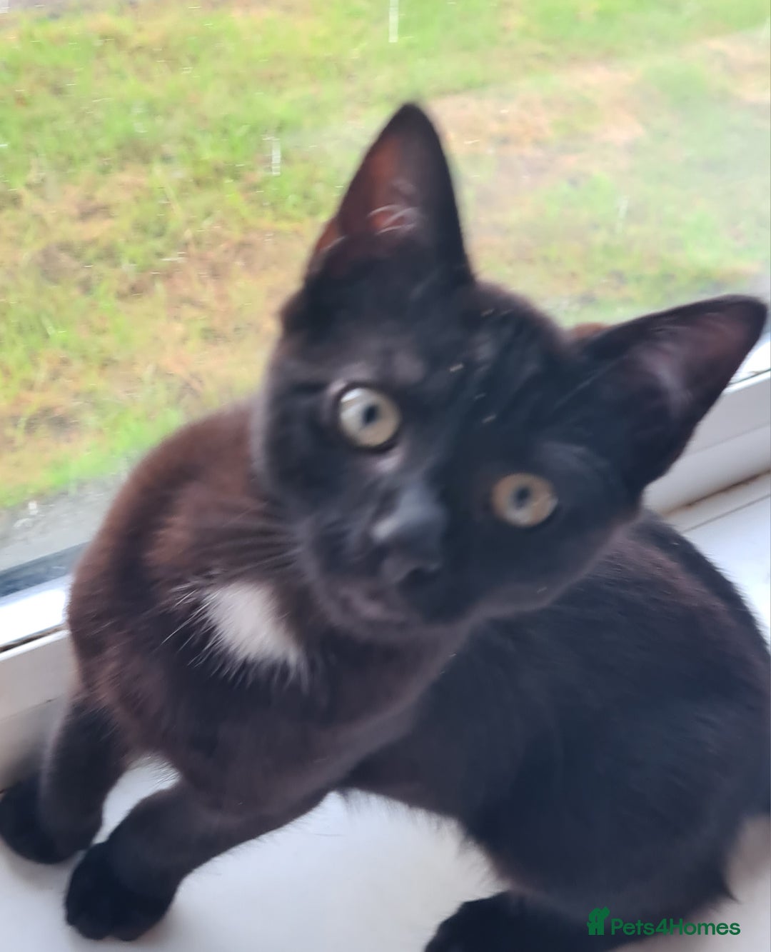 Mixed Breed cats for sale: 2 little baby's ready for their forever homes - Advert 5