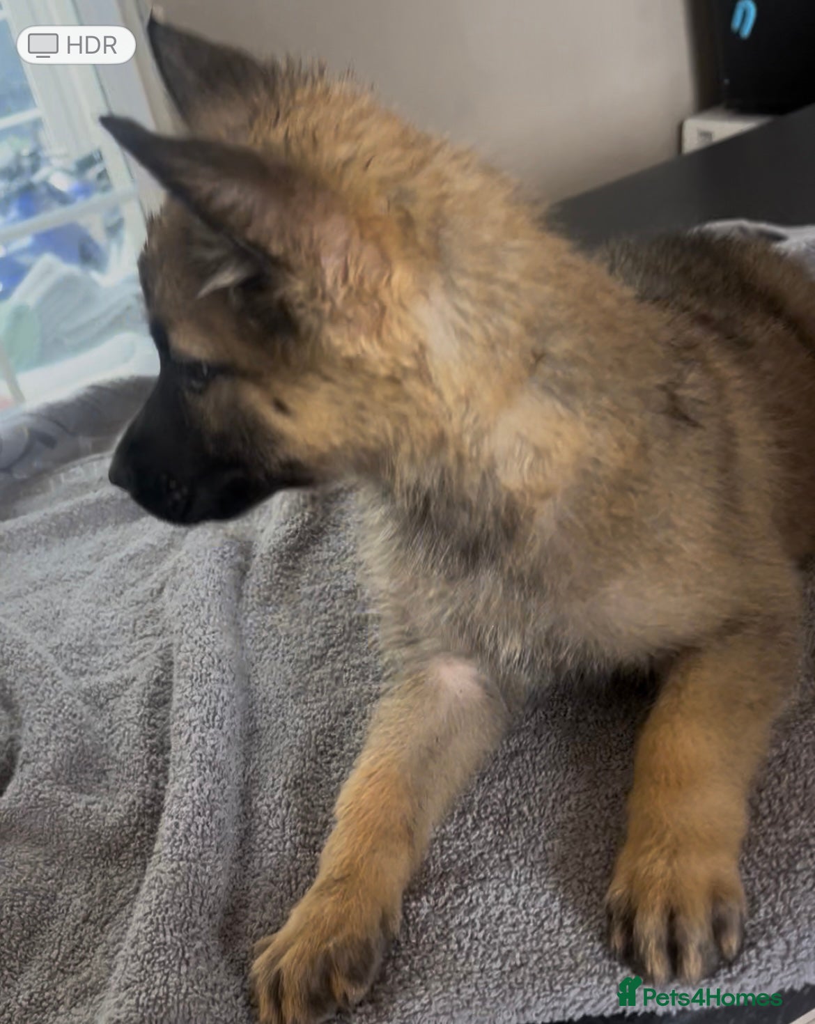 Mixed Breed dogs Reduced 🥰German Shepherd pups  - Advert 2