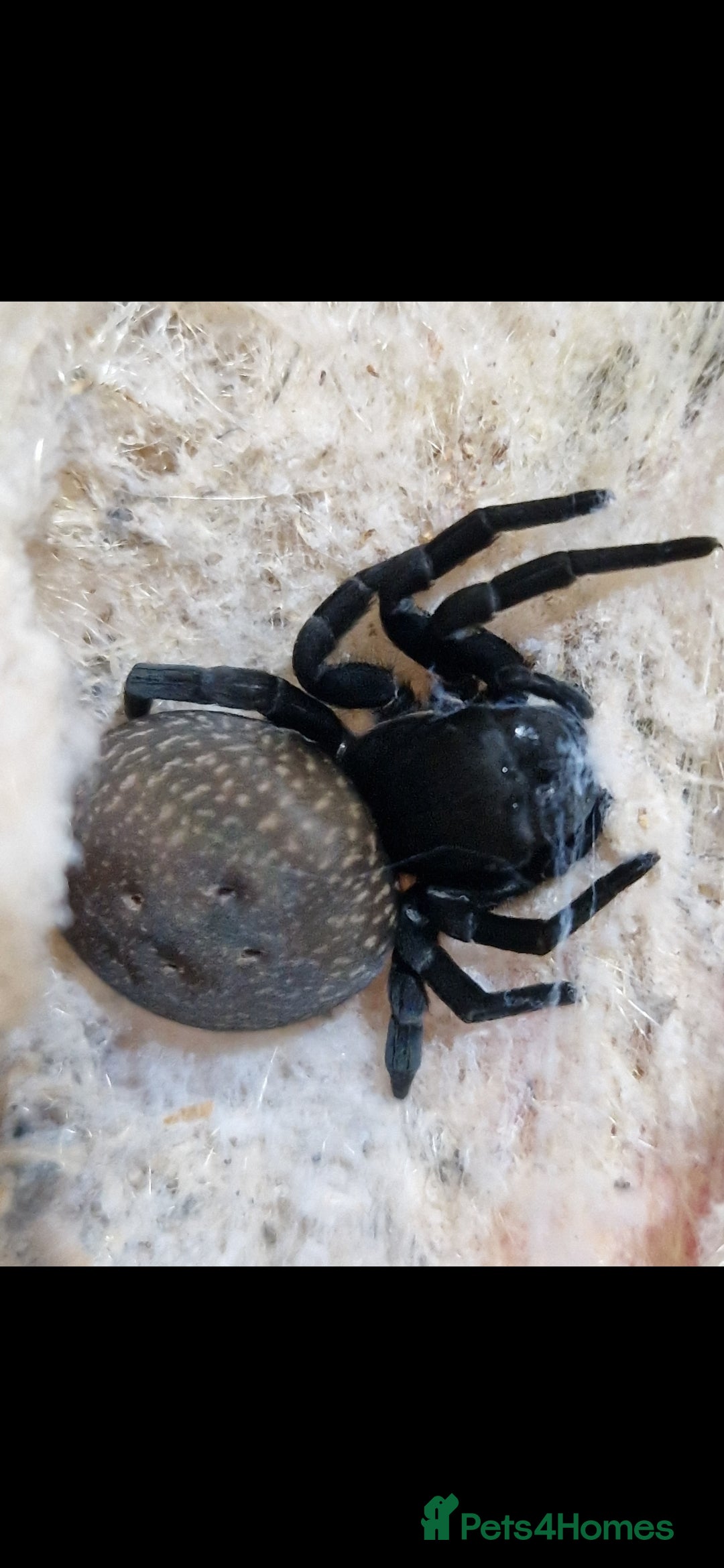 Spiders invertebrates for sale: Adorable velvet spiders 🕷  - Advert 7