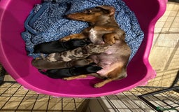 Miniature Dachshund dogs for sale: 🐾 Adorable mini dachshund puppies 🐾 - Image 14