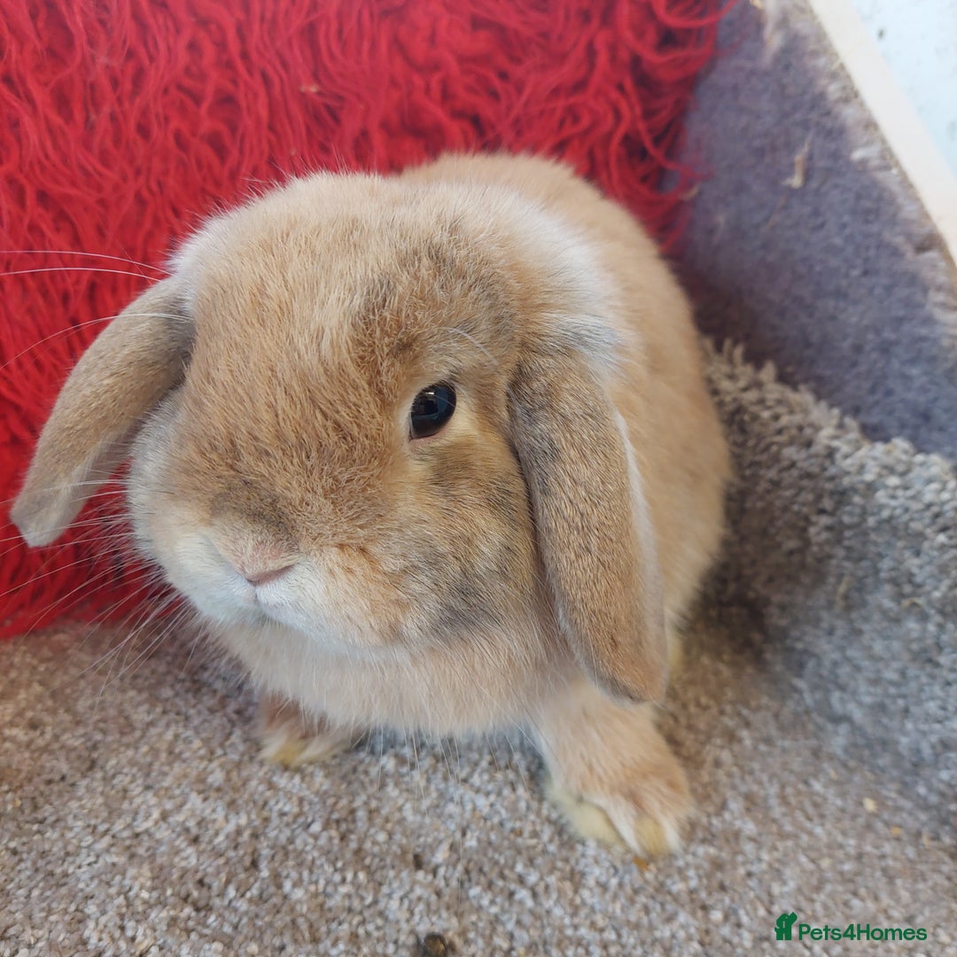 Mini Lop rabbits for sale: Pure minilop Harliquin Buck - Image 3