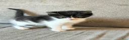 Mixed Breed cats for sale: Male long haired black and white kittens  - Advert 8