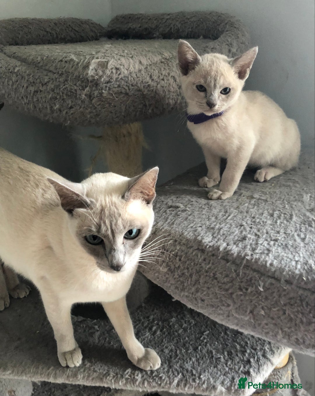 Tonkinese cats for sale: Tonkinese  - Advert 8