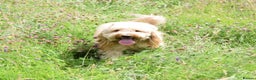 Labradoodle dogs for sale: ⭐️Miniature Multigen Labradoodle Puppies⭐️ - Advert 15