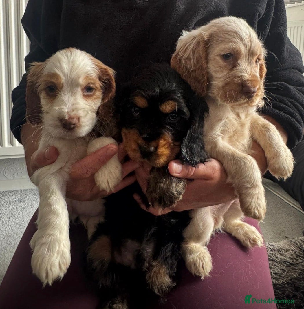 Cocker Spaniel dogs show cocker spaniel puppies - Advert 8