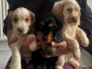 Cocker Spaniel dogs show cocker spaniel puppies - Advert 1
