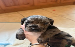 Mixed Breed dogs for sale: Merle sprocker x lurcher puppies  - Image 8