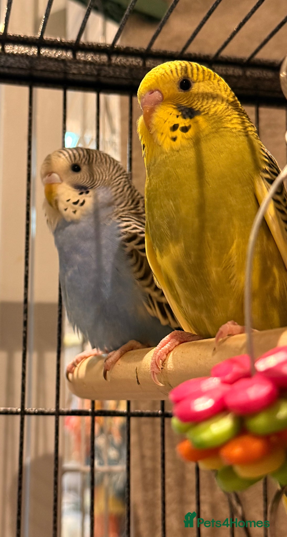 Budgerigars birds Pair of budgies 8 weeks old  - Advert 1