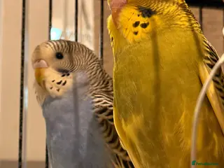 Budgerigars birds Pair of budgies 8 weeks old - Advert 1