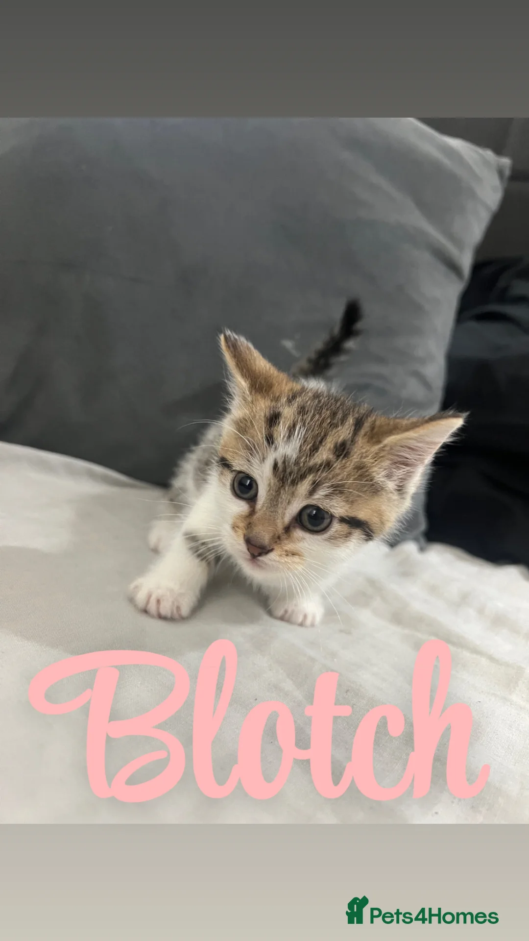 Mixed Breed cats for sale: 4 kittens  - Advert 2