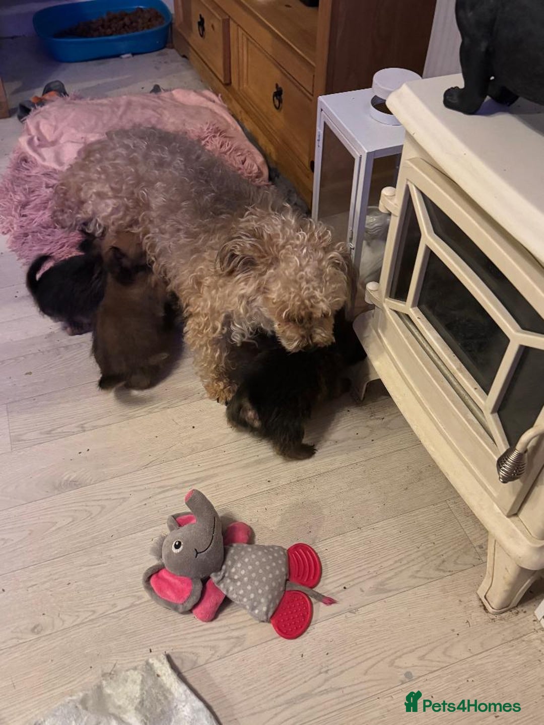 Pomapoo dogs for sale: 4 Beautiful, Friendly, Lovable little puppies for - Advert 5