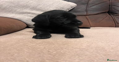 Labrador Retriever dogs - Advert 12