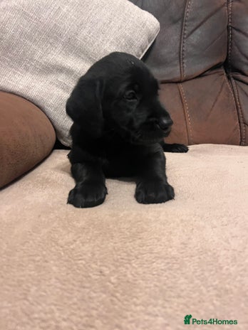 Labrador Retriever dogs - Advert 4