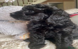 Cavapoo dogs for sale: F1 Cavapoos  - Image 6
