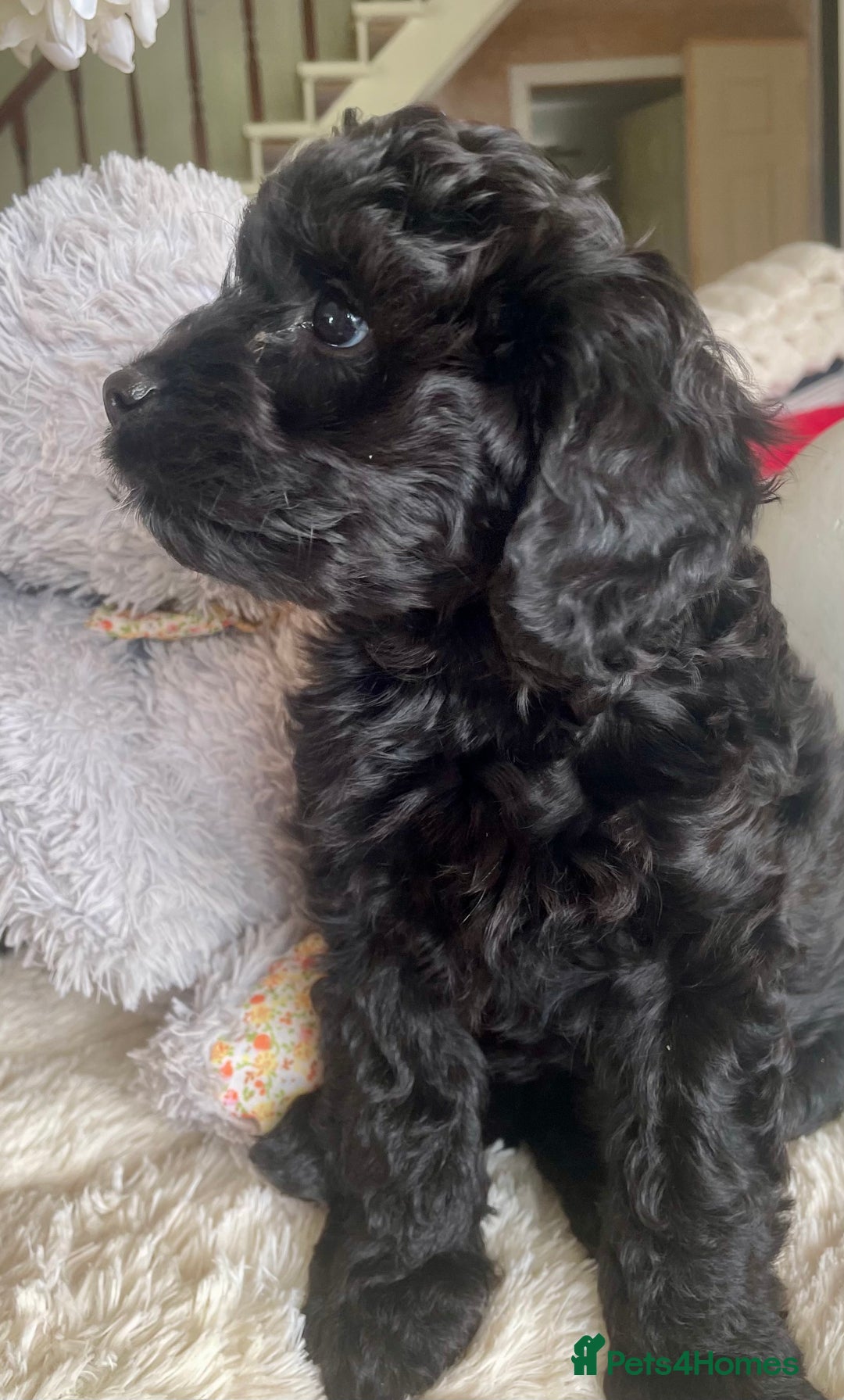 Cavapoo dogs for sale: F1 Cavapoos  - Image 6