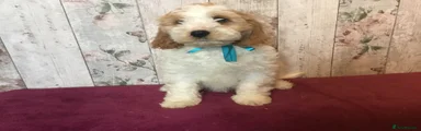 Mixed Breed 2