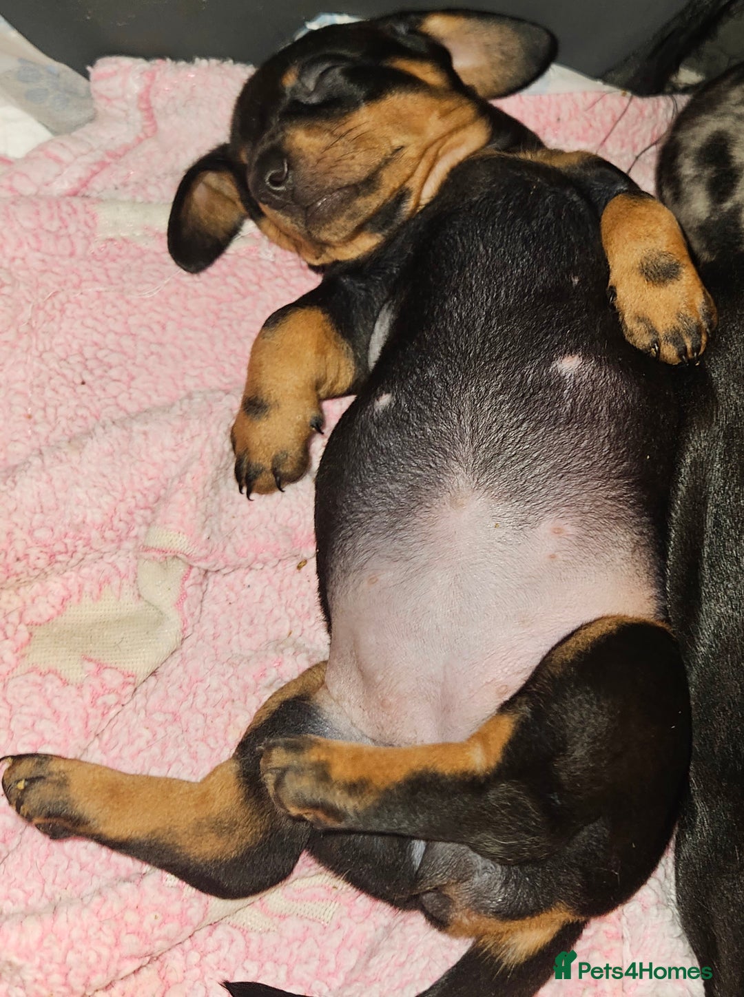 Dachshund dogs for sale: Ready to leave  - Advert 5