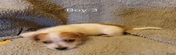 Mixed Breed dogs for sale: Norpats ready for our new homes in Telford - Advert 8