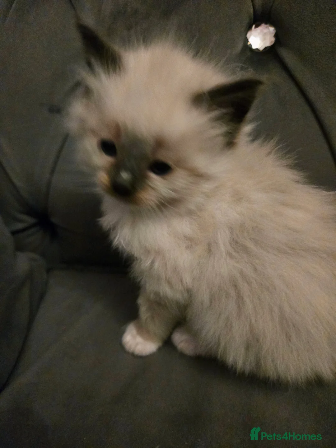 Ragdoll cats for sale: Seven gorgeous purebred ragdoll mitted kittens  - Advert 14