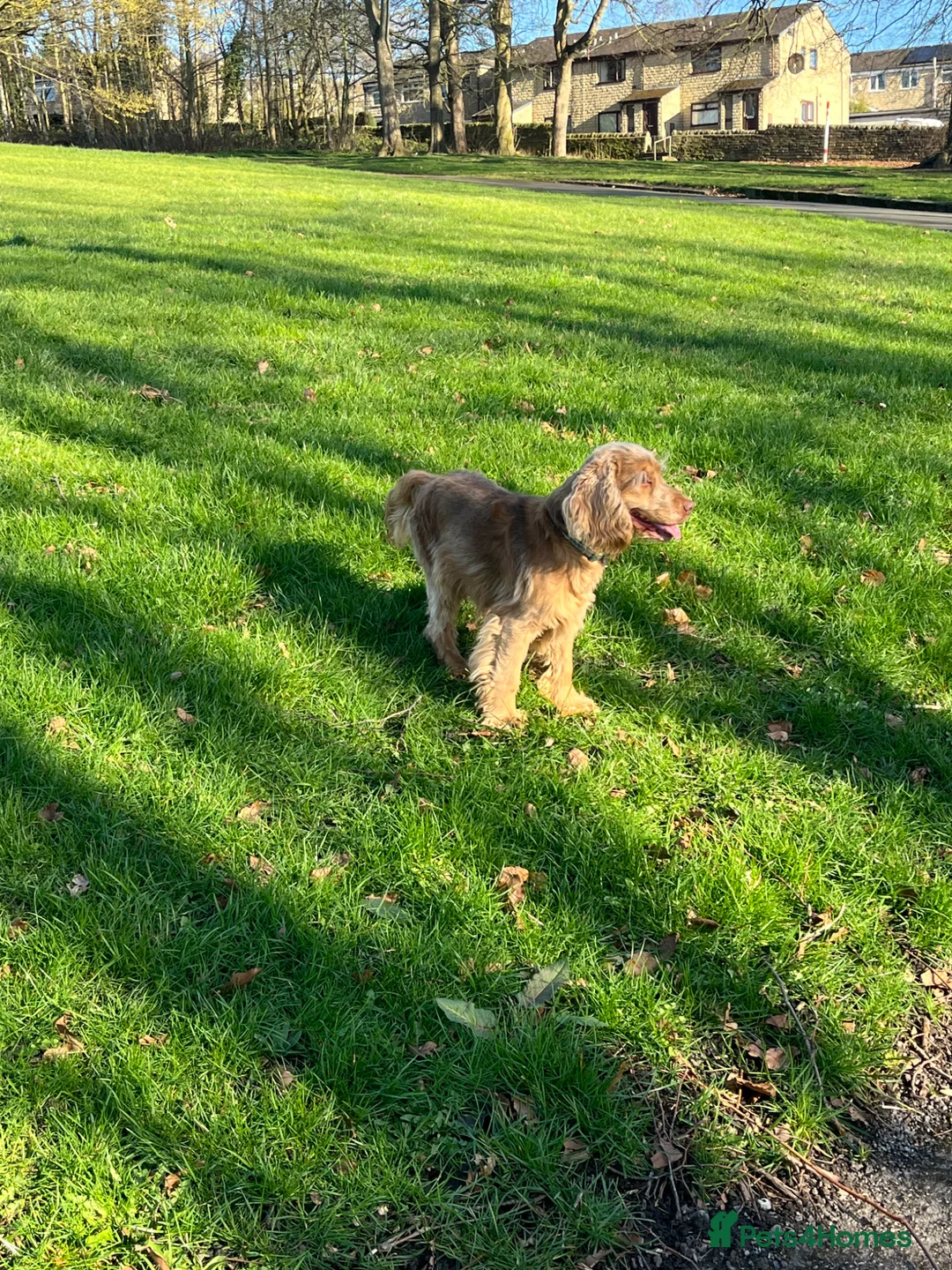 Cocker Spaniel dogs for sale: Kc reg show cocker spaniel  - Advert 3