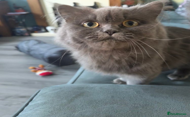 Persian cats - Advert 1
