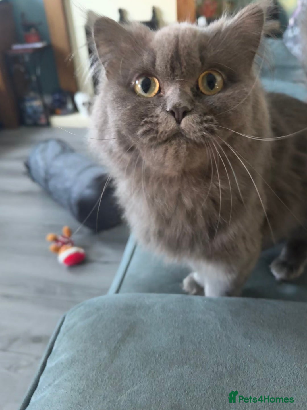 Persian cats for sale: Grey Chinchilla Persian  - Image 1