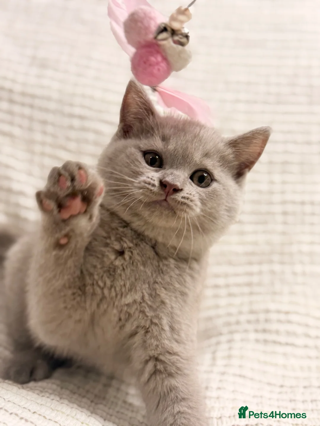 British Shorthair cats for sale: 🏆CUDDLY Purring Machine BSH lilac Boy🏆 - Advert 2
