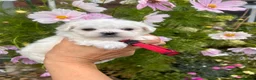 Maltese dogs for sale: Happy Tiny KC Reg Boys - Advert 12