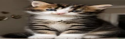 Mixed Breed cats for sale: Two fluffy kittens- FEMALE - Advert 12