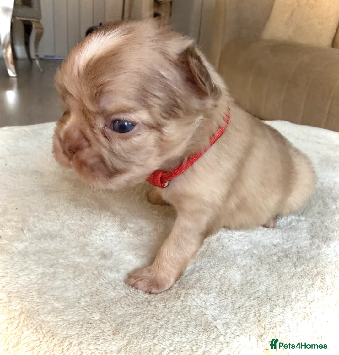 French Bulldog dogs for sale: Full fluffy frenchies  - Advert 8
