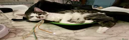 Mixed Breed cats for sale: Luna is looking for her forever home in London - Advert 3