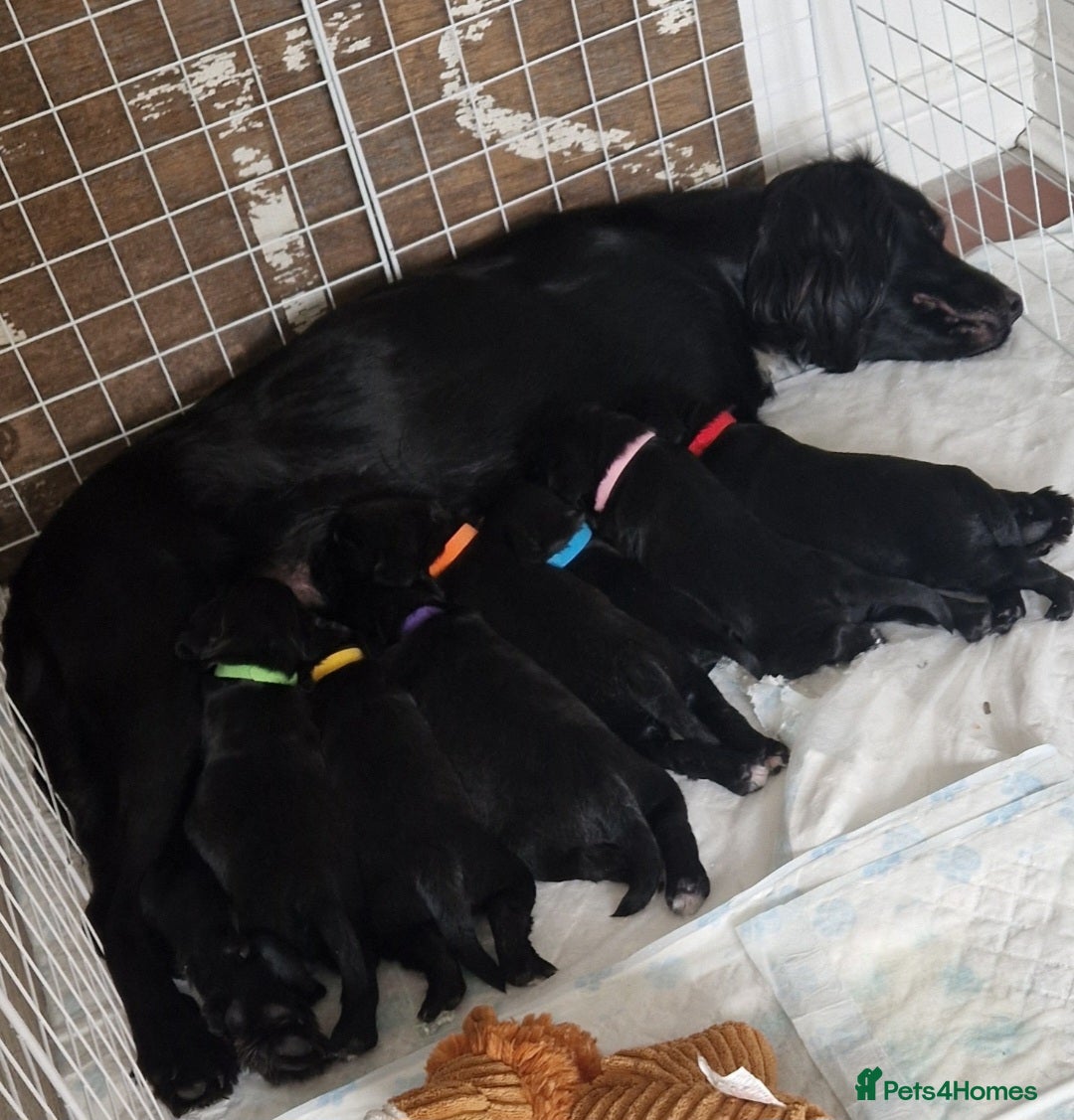 Sprocker dogs Sprocker puppies  - Advert 7