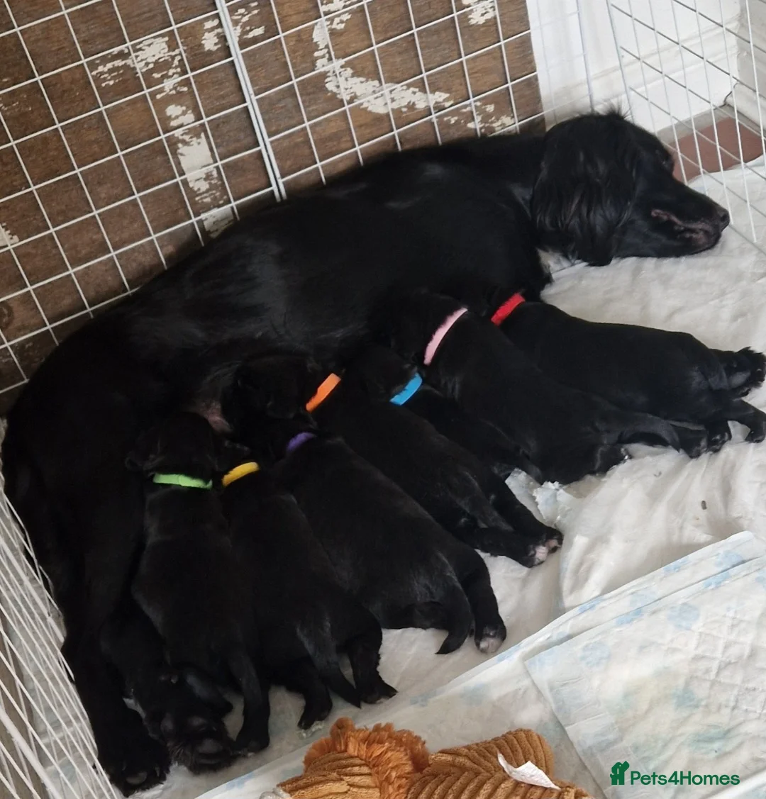 Sprocker dogs for sale: Sprocker puppies  - Advert 1