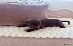 Staffordshire Bull Terrier dogs for sale: KC Registered Staffordshire Bull Terrier Puppies - Image 5