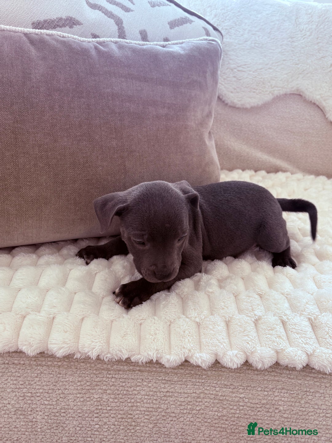 Staffordshire Bull Terrier dogs for sale: KC Registered Staffordshire Bull Terrier Puppies - Image 5