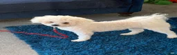 Bichon Frise dogs for stud:  KC REG BICHON FRISE STUD  - Advert 7
