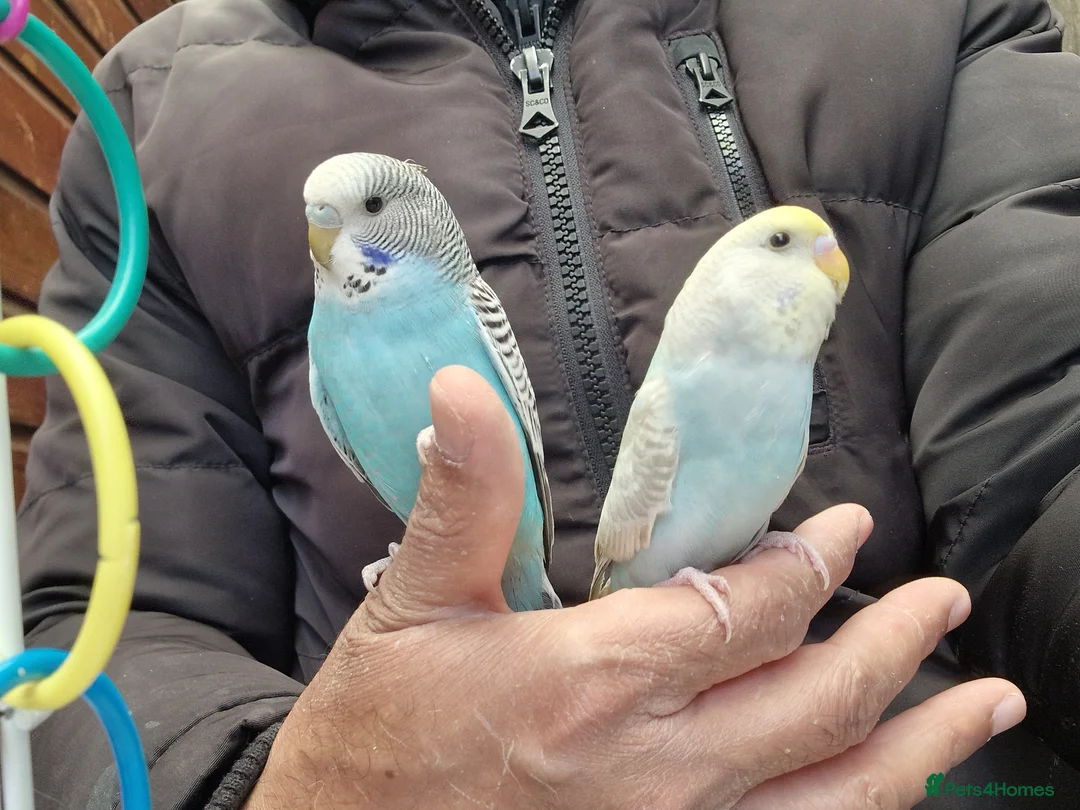 Budgerigars birds for sale: Super silly hand tamed budgies for sale  - Advert 2