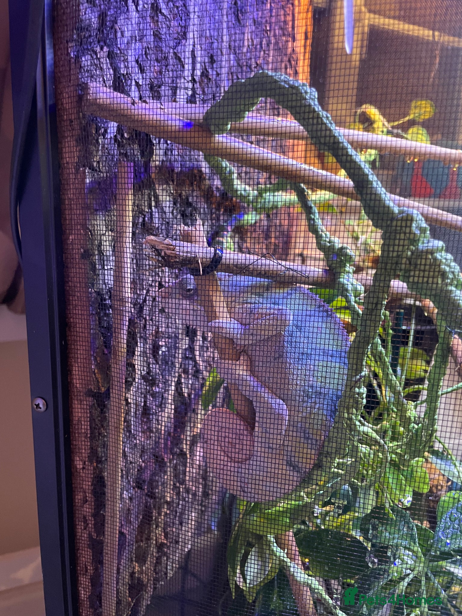 Chameleon reptiles for sale: Zoo Med. Reptibreeze Chameleon Enclosure (NO CHAM) - Advert 4
