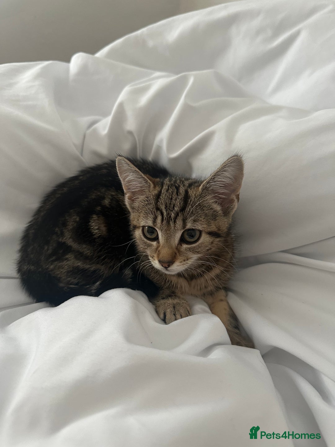 Mixed Breed cats for sale: 🐾 Adorable Kitten Looking for a Loving Home 🐾 - Image 2