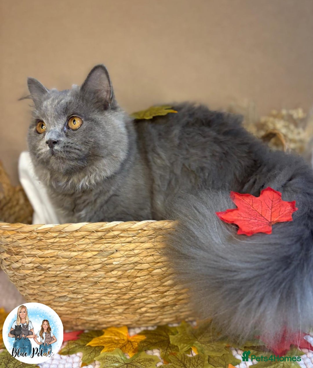 British Longhair cats for sale: British longhair girl reduced to help find home - Image 6