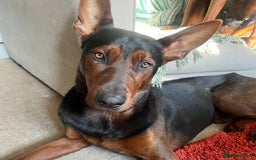 Chinese Red Dog dogs for sale: TodDaniels - Advert 2